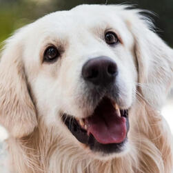 mio from xenoblade, a gray haired catgirl, yells