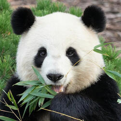 mio from xenoblade, a gray haired catgirl, yells