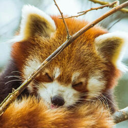 mio from xenoblade, a gray haired catgirl, yells