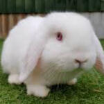 mio from xenoblade, a gray haired catgirl, yells