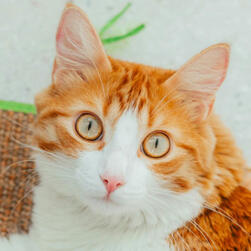 mio from xenoblade, a gray haired catgirl, yells